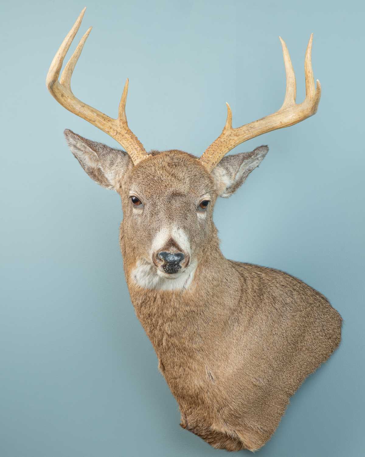 Lot 167 - A North American white-tail deer shoulder mount taxidermy