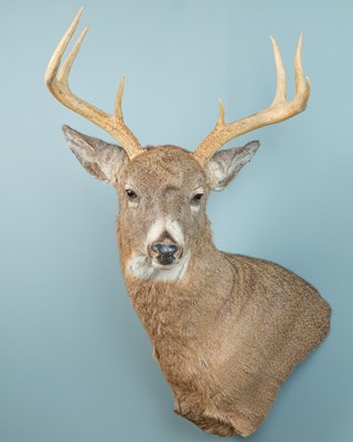 Lot 167 - A North American white-tail deer shoulder mount taxidermy
