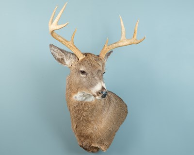 Lot 167 - A North American white-tail deer shoulder mount taxidermy