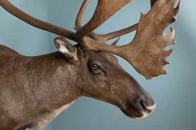 Lot 266 - A North American caribou shoulder mount taxidermy