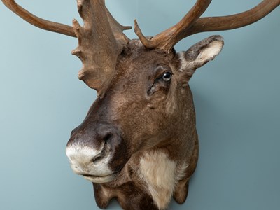Lot 266 - A North American caribou shoulder mount taxidermy