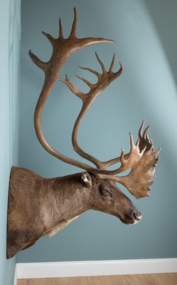Lot 266 - A North American caribou shoulder mount taxidermy