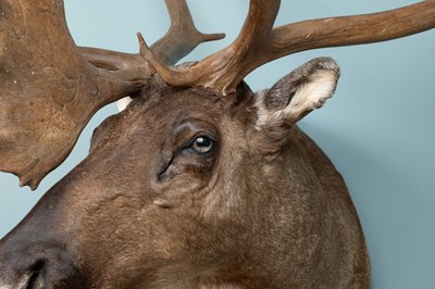 Lot 266 - A North American caribou shoulder mount taxidermy