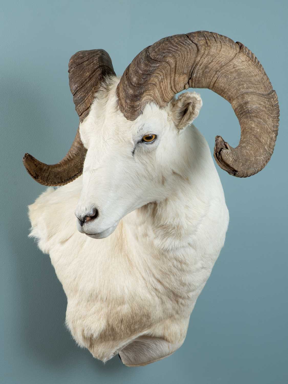 Lot 200 - A North American bighorn sheep shoulder mount taxidermy