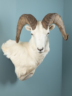 Lot 200 - A North American bighorn sheep shoulder mount taxidermy