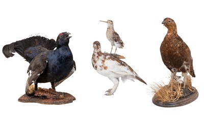 Lot 1222 - A group of four taxidermied moorland birds