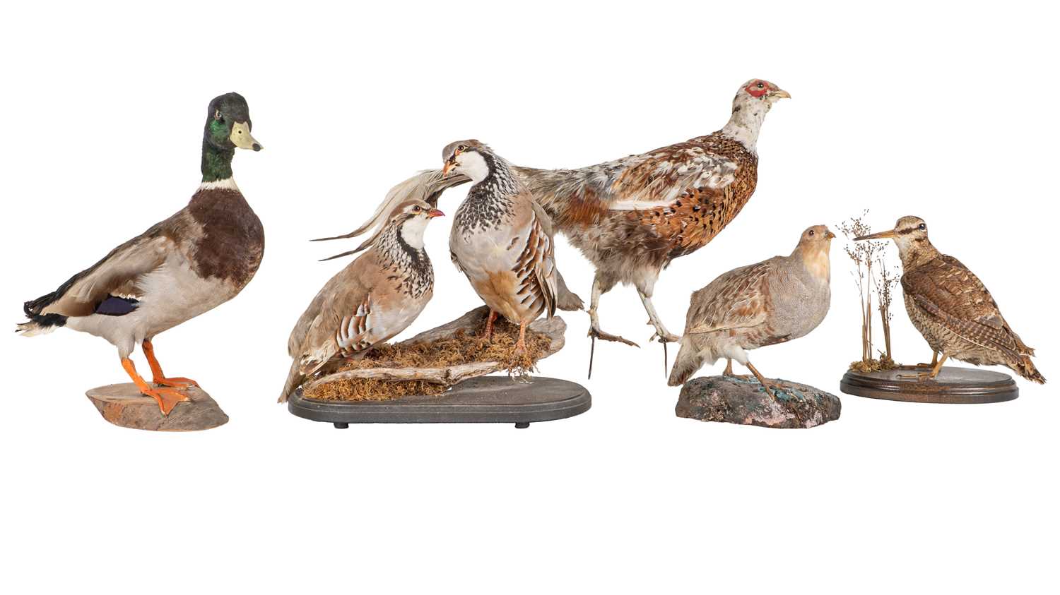 Lot 1041 - A group of six farmland taxidermy birds