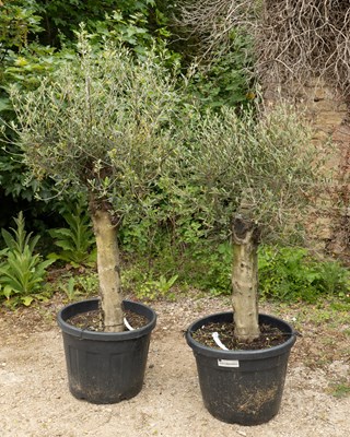 Lot 1399 - Two olive trees