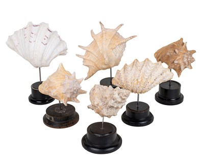 Lot 1055 - A collection of six good sized shells