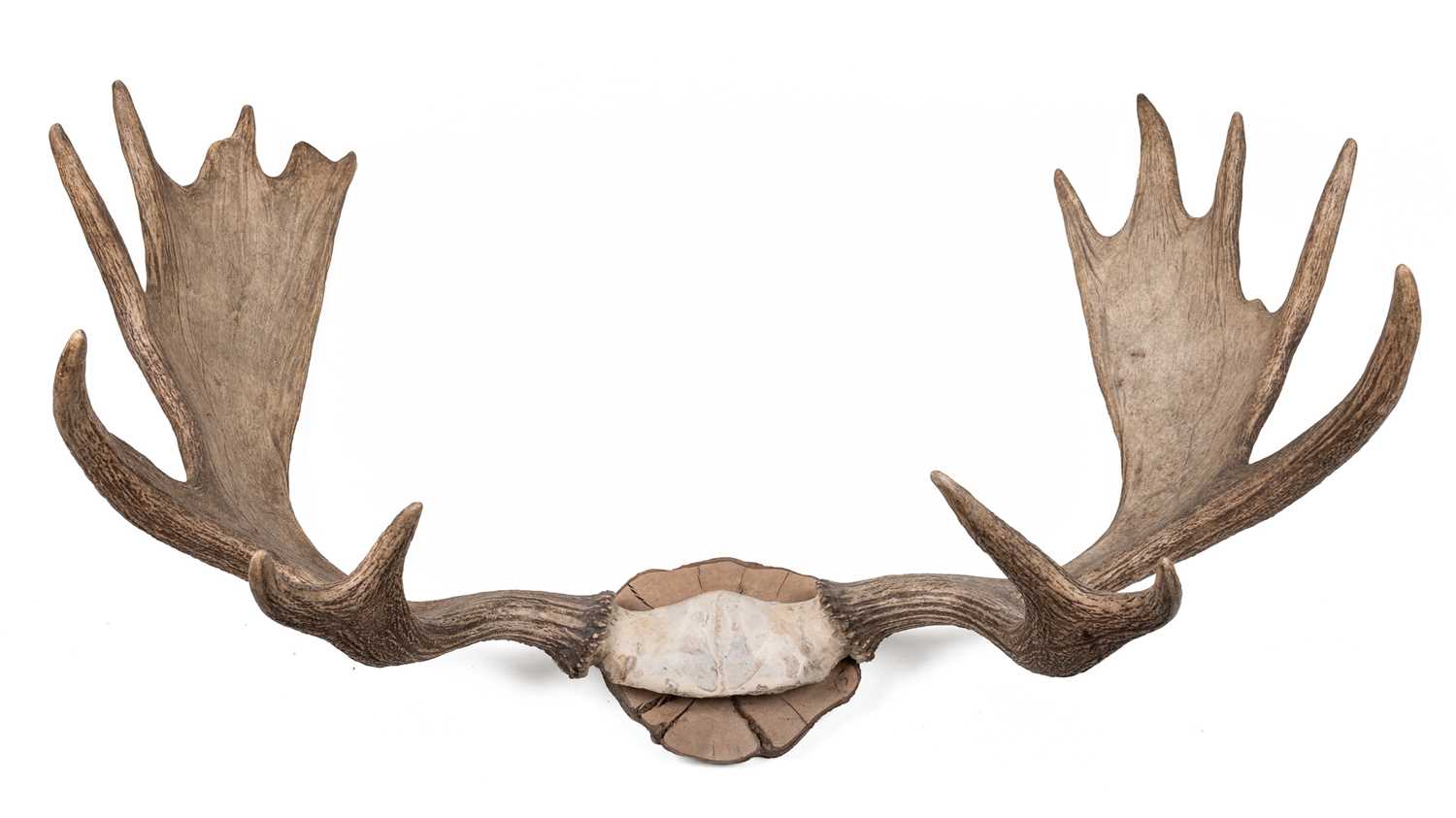 Lot 1064 - A good sized pair of moose antlers