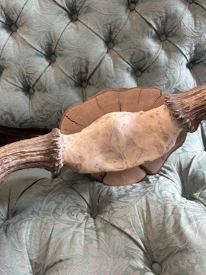 Lot 1064 - A good sized pair of moose antlers