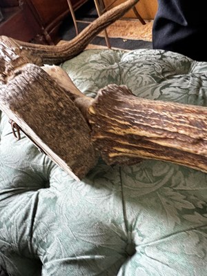 Lot 1064 - A good sized pair of moose antlers