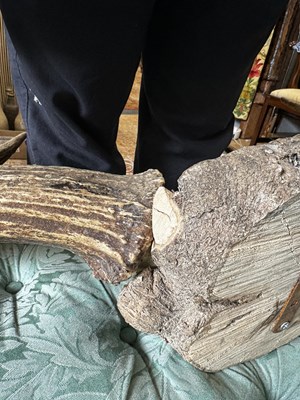 Lot 1064 - A good sized pair of moose antlers