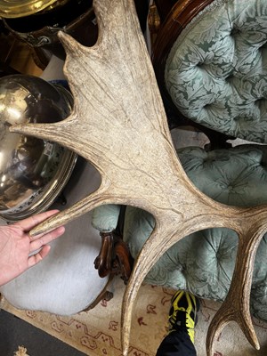 Lot 1064 - A good sized pair of moose antlers