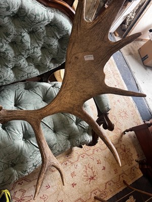 Lot 1064 - A good sized pair of moose antlers
