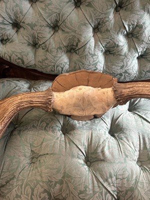 Lot 1064 - A good sized pair of moose antlers