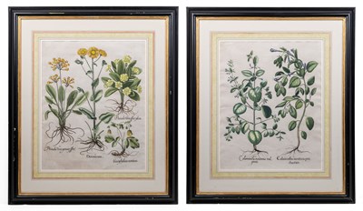 Lot 509 - After Basilius Besler (German 1561-1629)