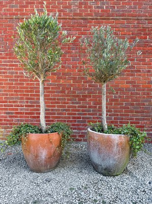 Lot 1444 - A pair of terracotta planters and olive trees