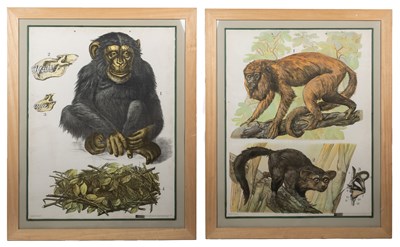 Lot 531 - A pair of decorative educational lithographs