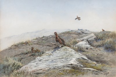 Lot George Edward Lodge (1860-1954) Grouse on a...