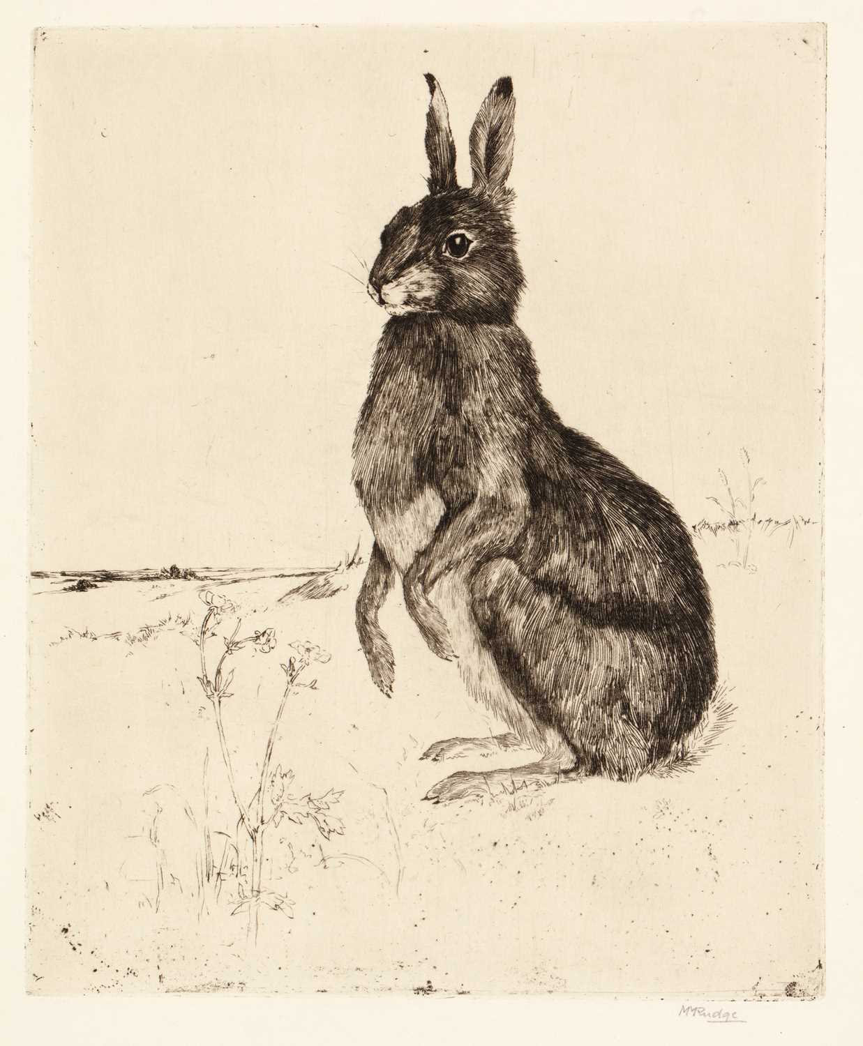 Lot 76 - Margaret M. Rudge (1885-1972) 'Hare', pencil...