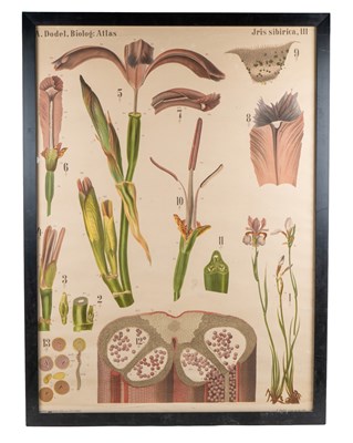 Lot 29 - A poster depicting an iris