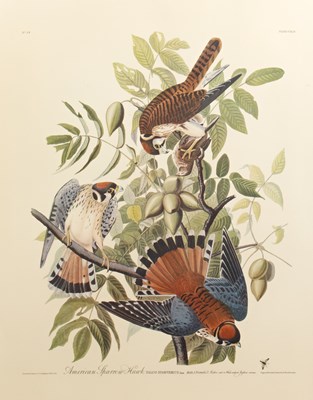 Lot 191 - After John James Audubon (Haitian-born, French-...