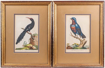 Lot 169 - After George Edwards (British 1694-1773)