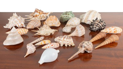 Lot 1205 - A collection of various seashells