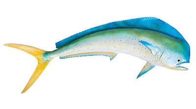 Lot 324 - A taxidermied mahi-mahi fish