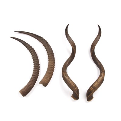 Lot 105 - Pair of ibex antlers African, each...