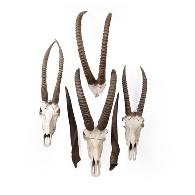 Lot 99 - Four pairs of ibex antlers and skulls African,...