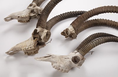 Lot 99 - Four pairs of antlers and skulls African,...