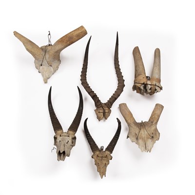 Lot 88 - Pair of impala antlers and skull South African,...