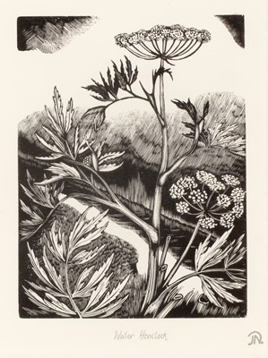Lot 16 - After John Nash (1893-1977) Water Hemlock,...