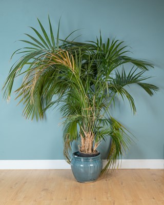 Lot 1047 - A large Kentia Palm tree