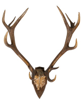 Lot 463 - A set of twelve-pointed antlers