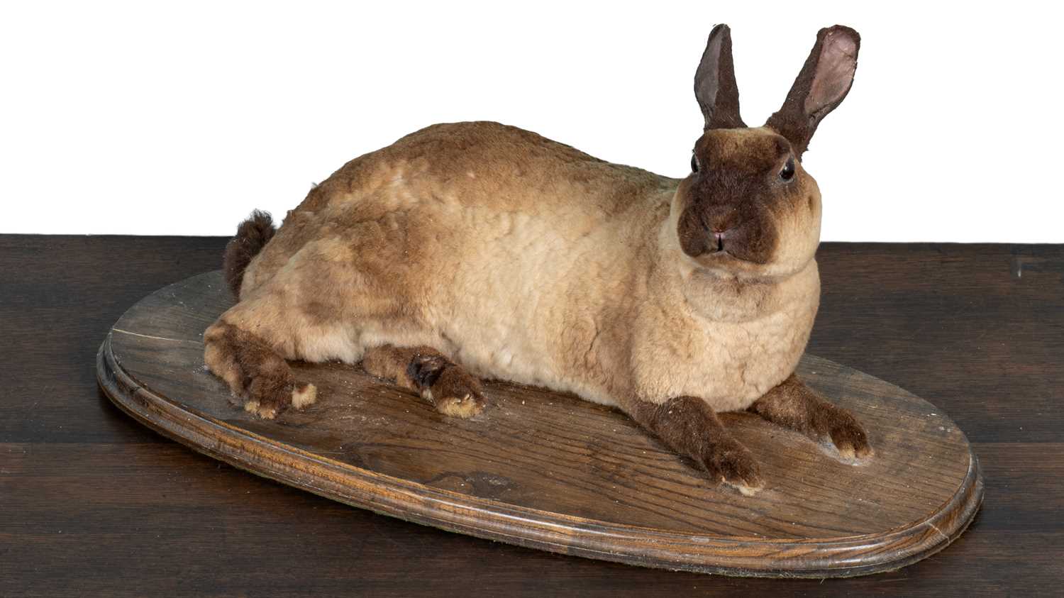 Lot 1260 - A taxidermy rabbit