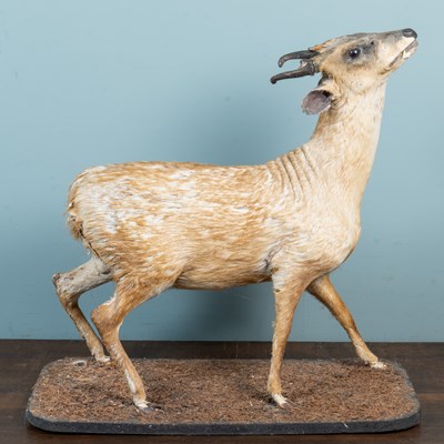 Lot 1284 - A taxidermied Muntjac