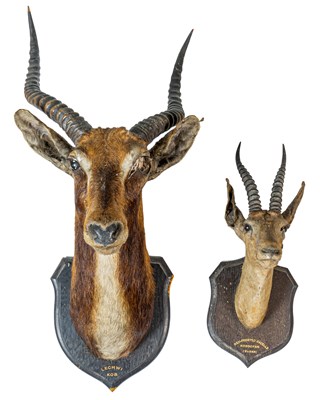 Lot 1261 - Two taxidermic mask mounts