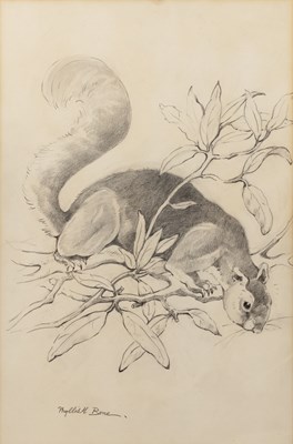 Lot 128 - Phyllis Bone (1896-1972) Squirrel pencil...