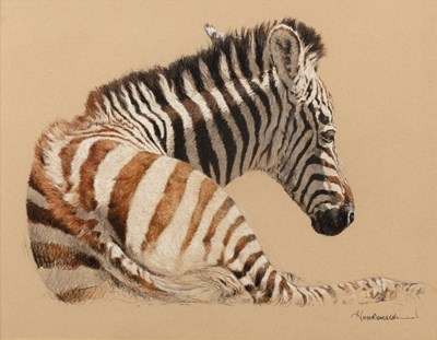 Lot 171 - Kim Donaldson (b.1952) Zebra Foal pastel on...