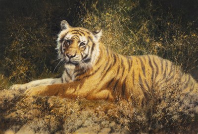 Lot 170 - Tony Forrest (b.1961) Bengal Tiger, India oil...