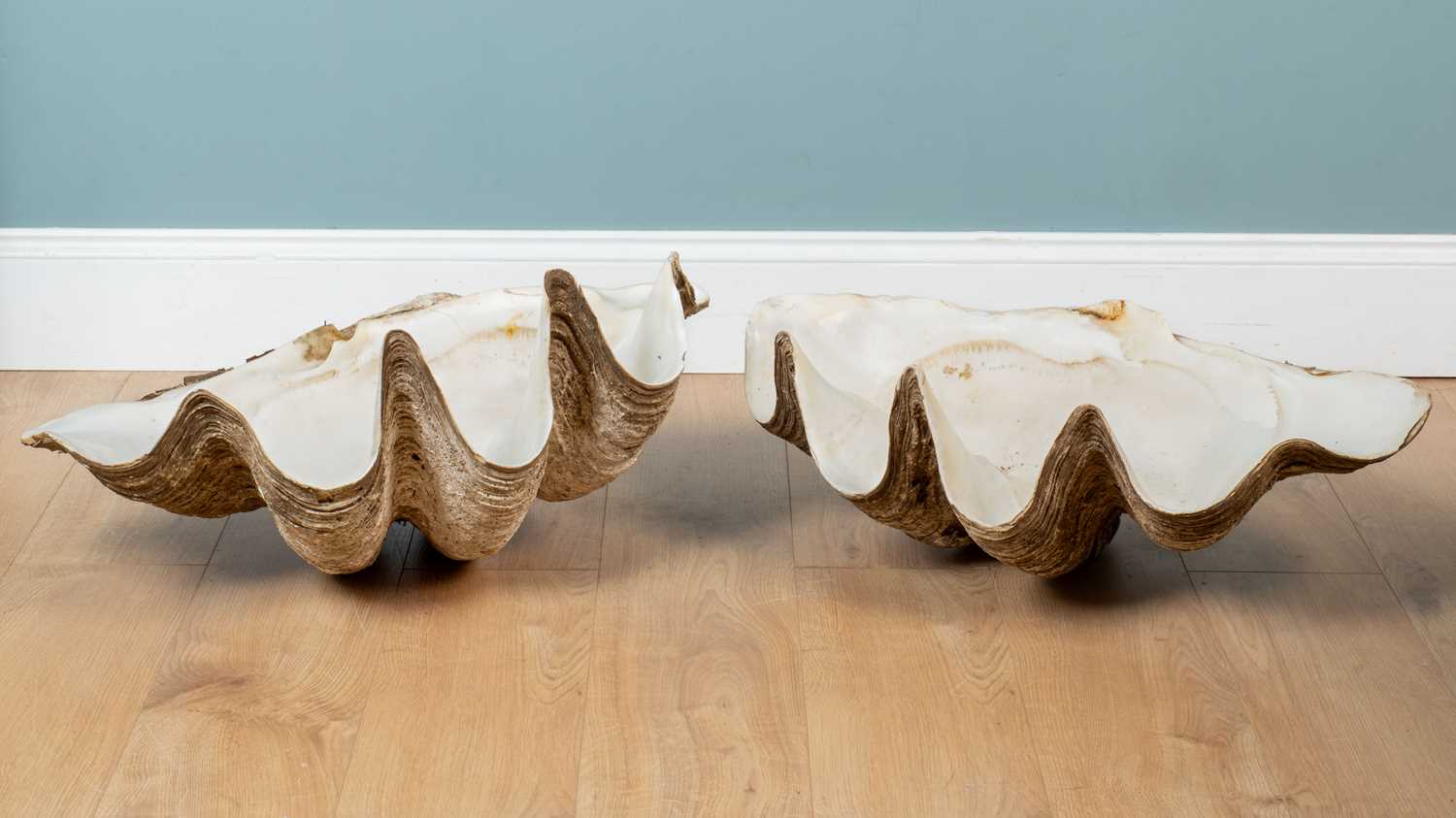 Lot 1076 - Two giant clam shells