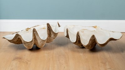 Lot 1076 - Two giant clam shells