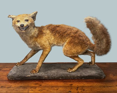 Lot 1268A - A Taxidermy fox by R.Raine of Carlisle