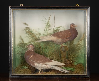 Lot 184 - A taxidermy preserved woodcock in a glass...