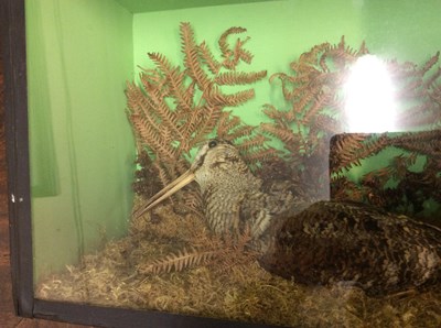 Lot 184 - A taxidermy preserved woodcock in a glass...
