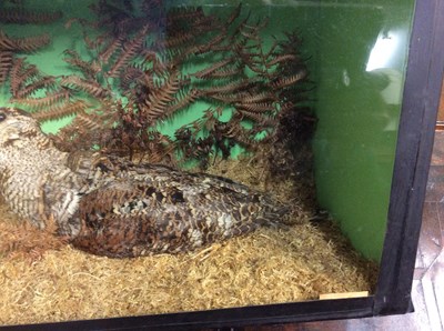 Lot 184 - A taxidermy preserved woodcock in a glass...