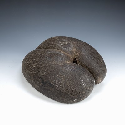 Lot 365 - Coco de Mer nut (Lodoicea Maldivica), 36cm x 29cm